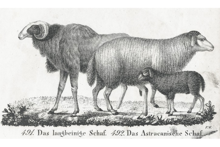 Ovce dlouhonohá , Neue , litografie , 1837