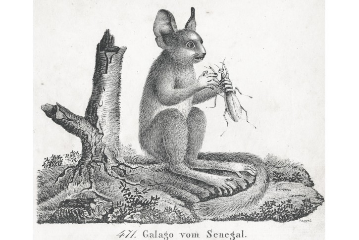 Galago - Komba, Neue , litografie , 1837