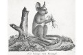 Galago - Komba, Neue , litografie , 1837