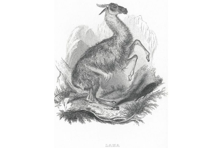 Lama, Meyer, oceloryt, (1860)