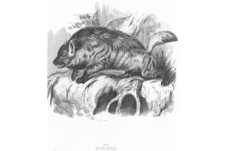 Hyena, Meyer, oceloryt, (1860)